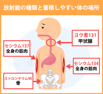 福島原発事故の放射能の種類と、蓄積しやすい体の場所