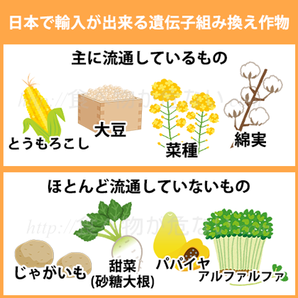 現在、日本が輸入している遺伝子組み換え作物は、トウモロコシ・大豆・菜種・綿・パパイヤの5種類です。