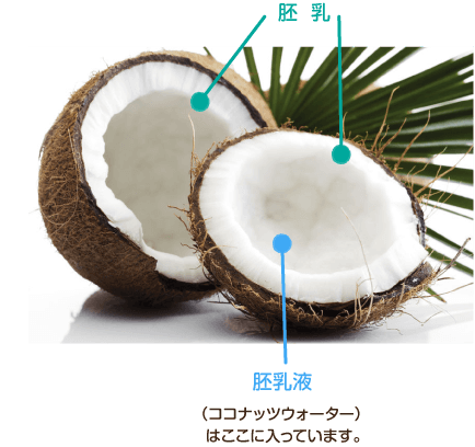 ココナッツの断面図