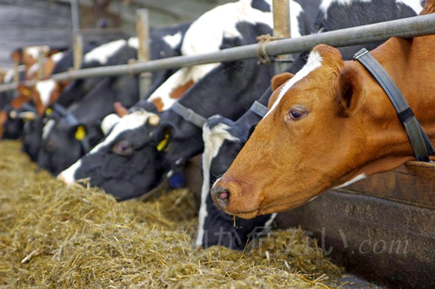 牛や豚、鶏の飼料は、遺伝子組み換え作物