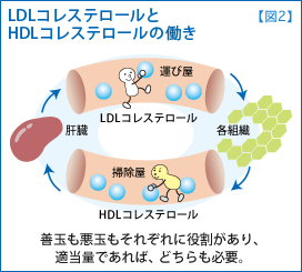 体内の余分なコレステロールは、善玉コレステロール（HDLコレステロール）が回収。 回収されたコレステロールは肝臓に戻り、再び細胞膜やホルモンなどの原料に使用されたり、胆汁酸と一緒に体外へ排出されます。